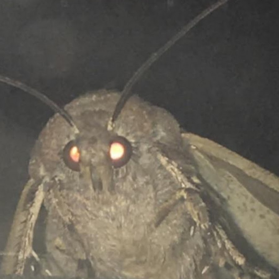 Líl' Dúst Böí - YouTube