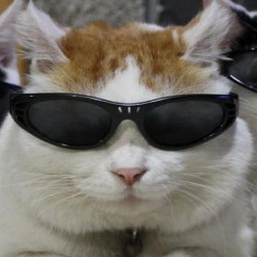 Крутая Кошка - YouTube