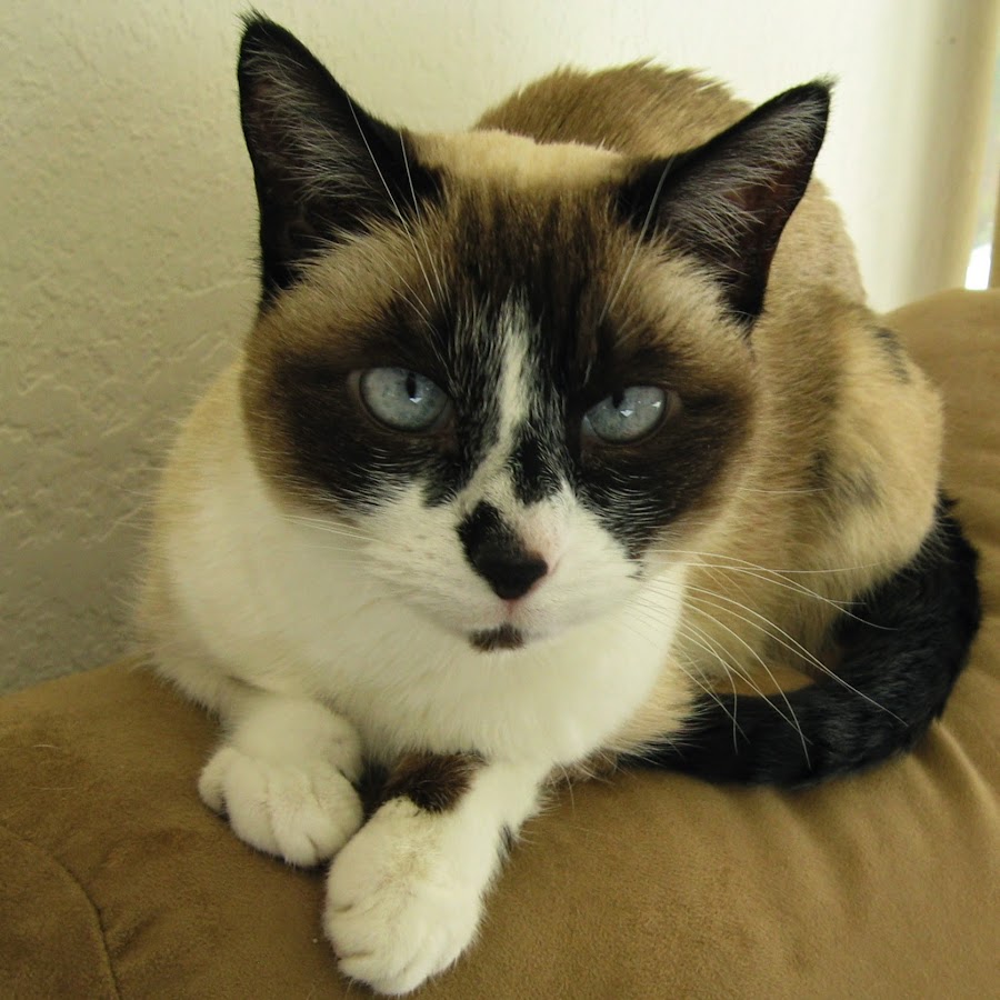 Snowshoe Cat Rescue Network YouTube