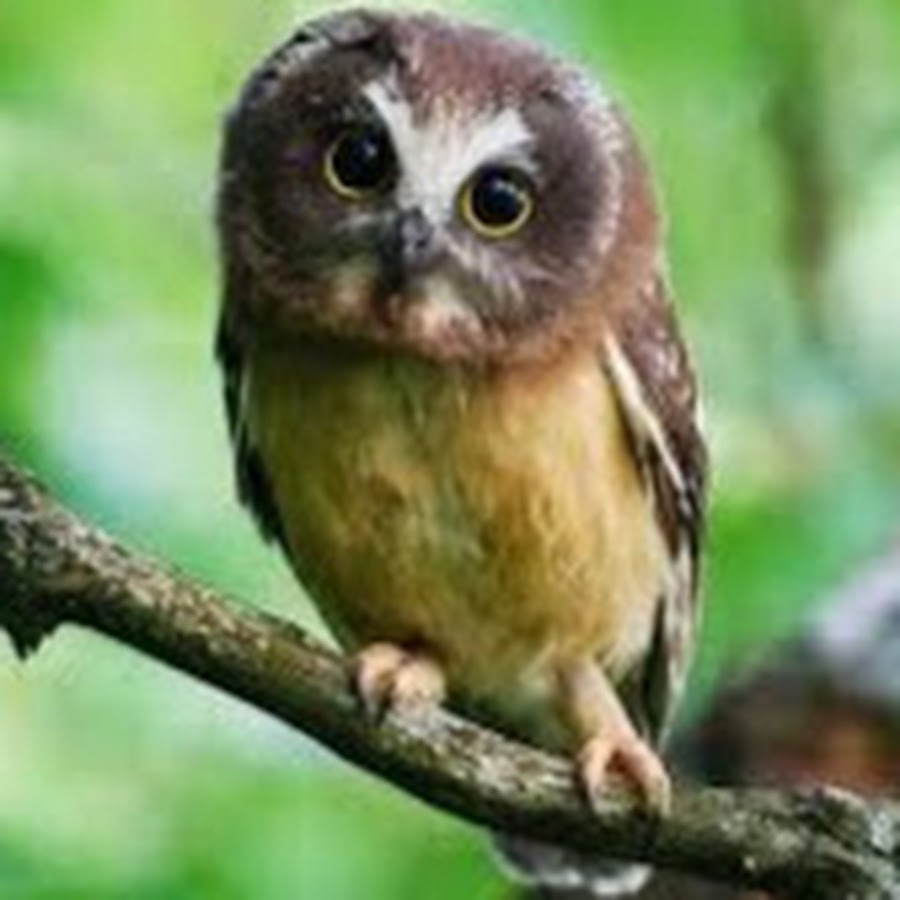 Elf Owl 