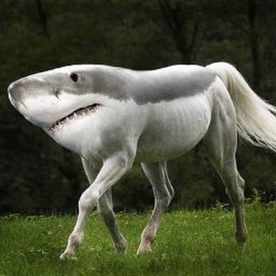 Megashark 101 - YouTube