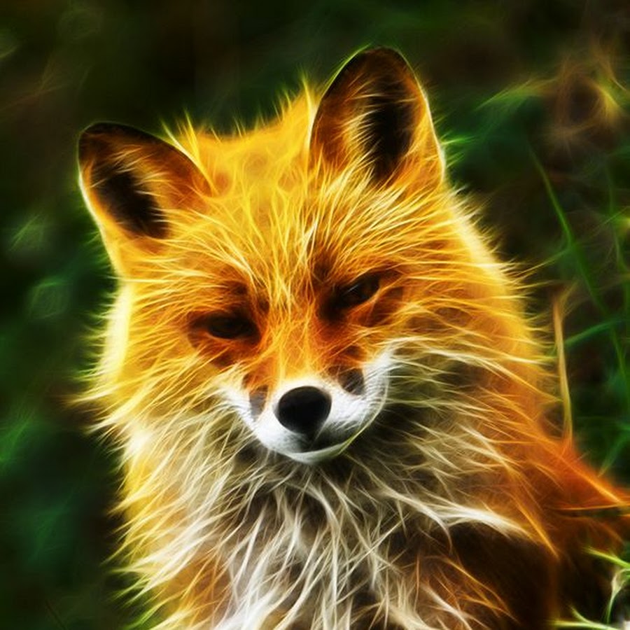 Ava fox