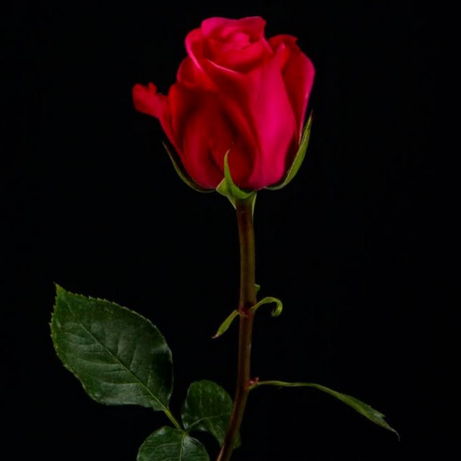 See the source image