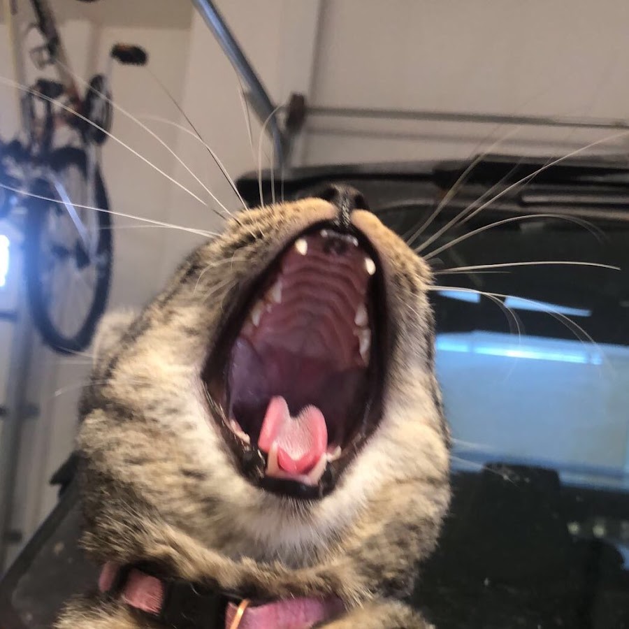 Cat Nipple Sacks YouTube