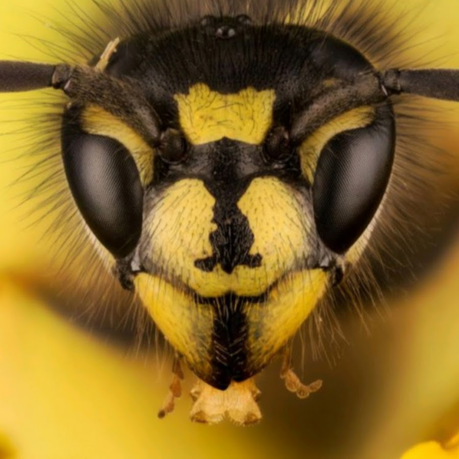 Lebah Lebah revamped dawnofthebluemoon deviantart