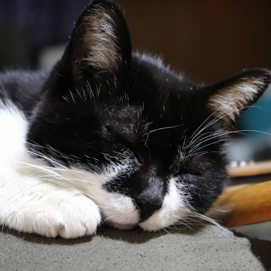 Black&White Cat YouTube