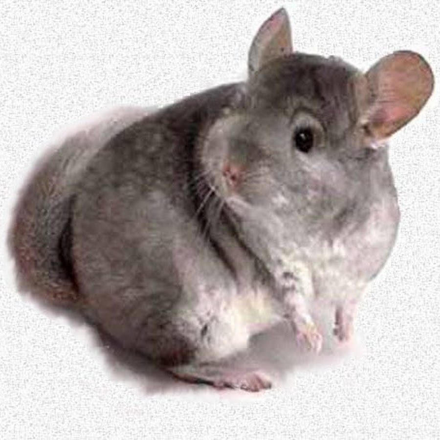 The Chinchilla Channel YouTube