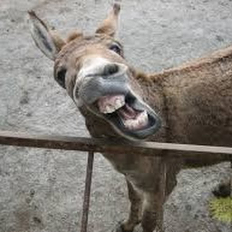 Komedi nin adresi YouTube