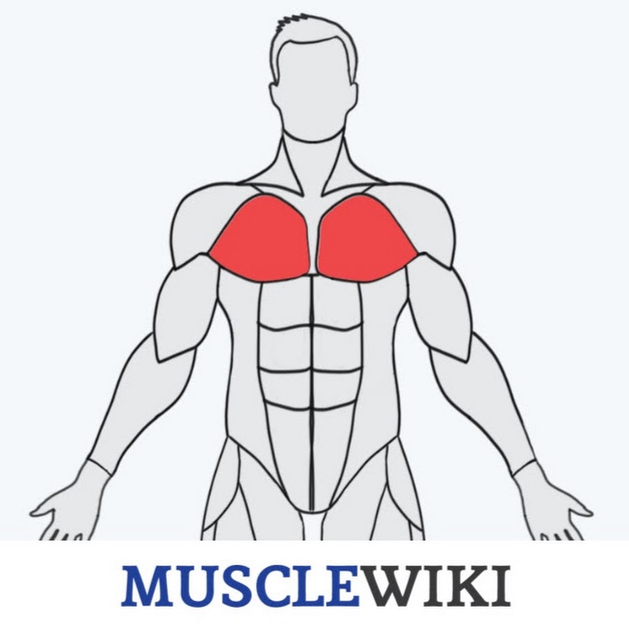MuscleWiki YouTube