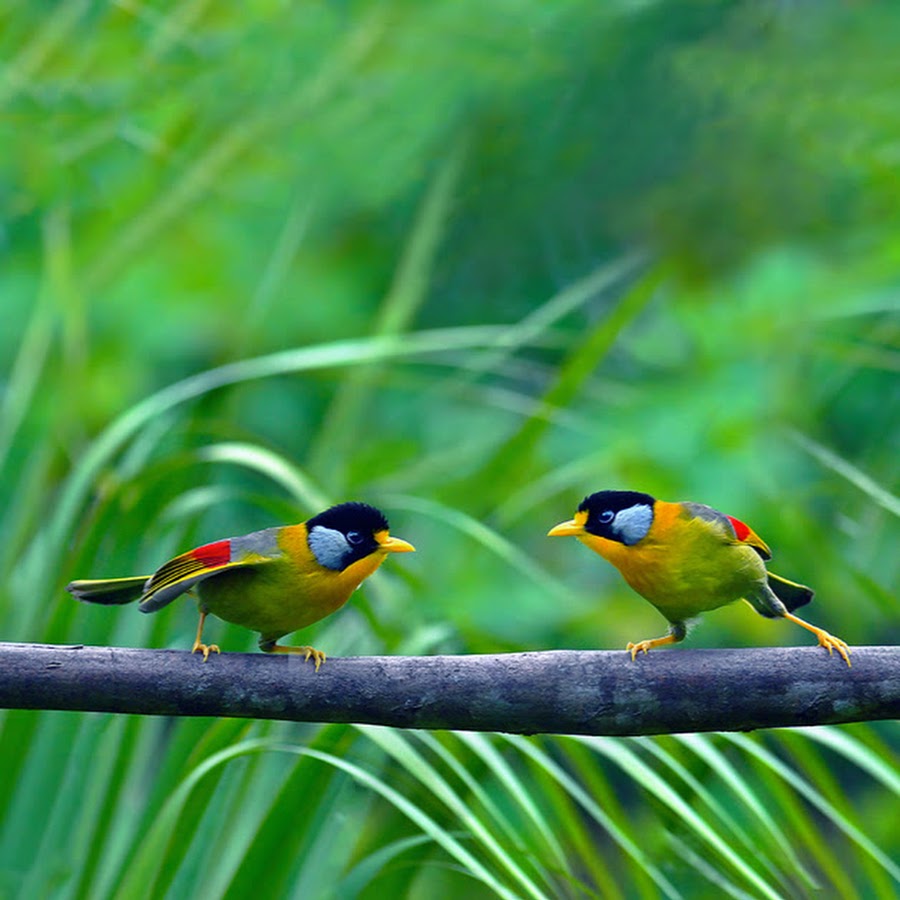 Птицы вьетнама названия