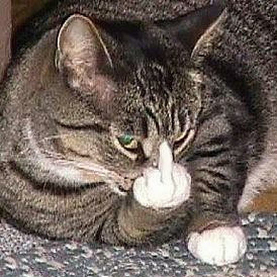 Cats RULE 