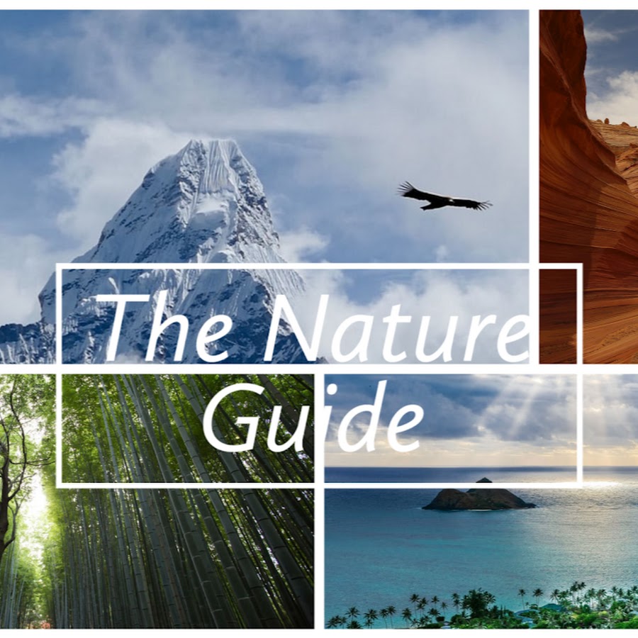 The Nature Guide YouTube