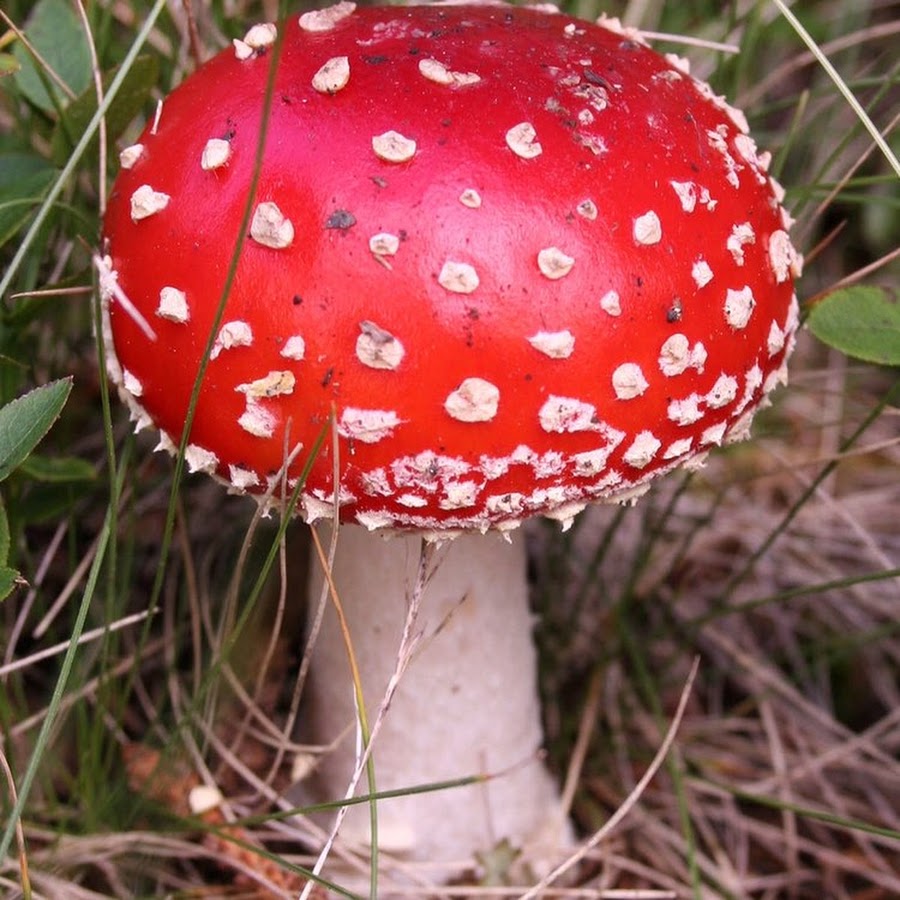 mushroom tip YouTube