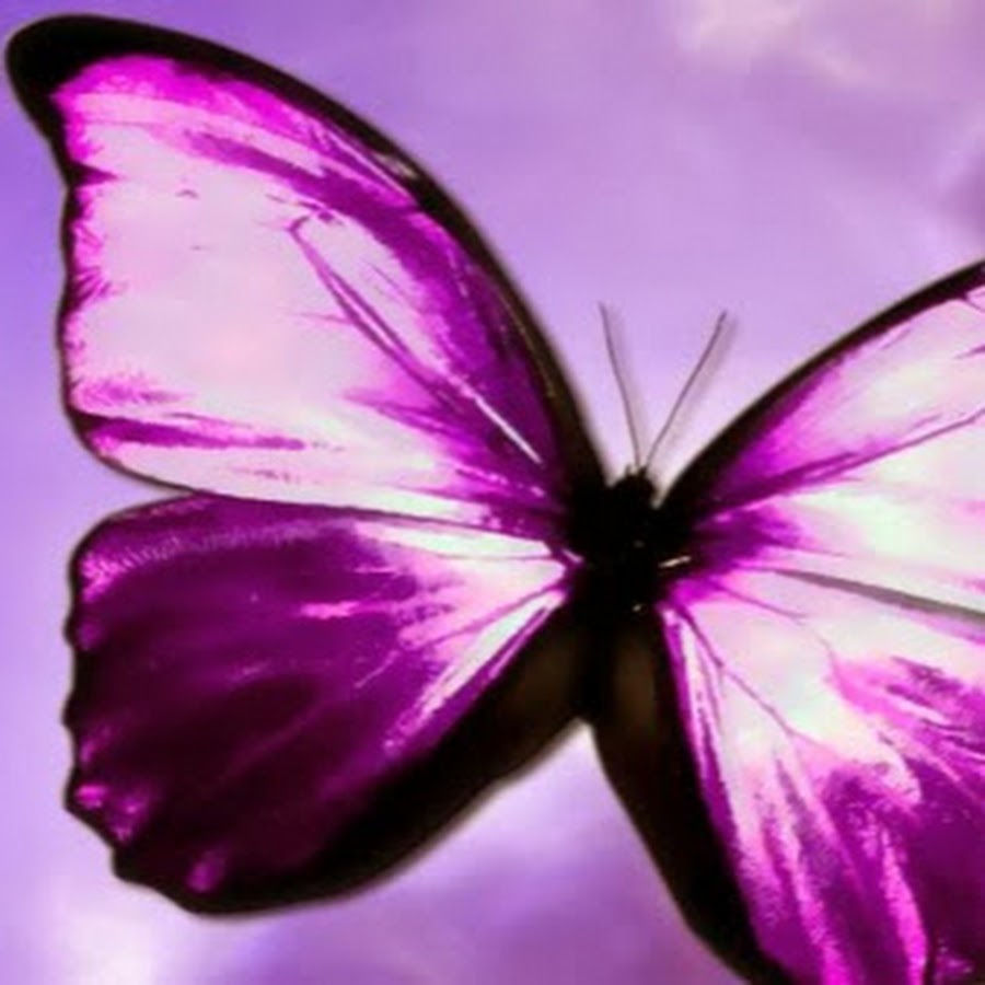Purple Butterfly YouTube