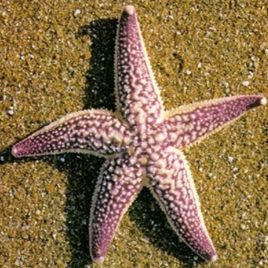 Морской еж звезда. Asterias amurensis морская звезда. Морская звезда это моллюск. Sea Urchins звёзды. Морские Ежи и звезды.