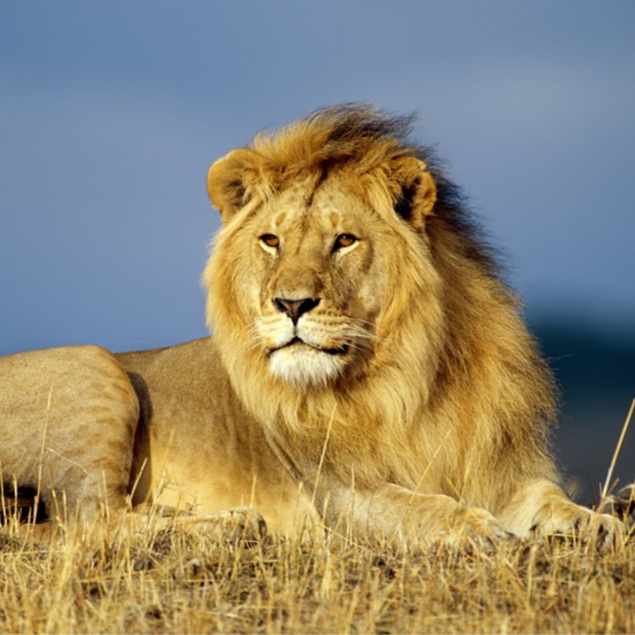 Animals USA - YouTube