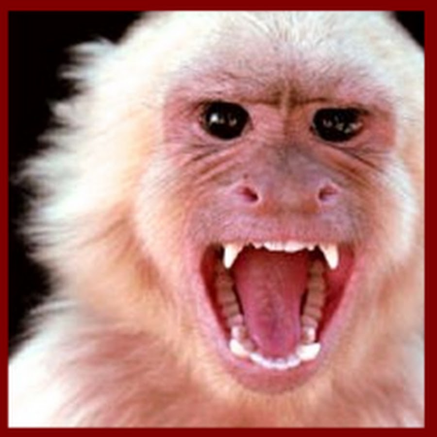 RabidMonkeyNews - YouTube
