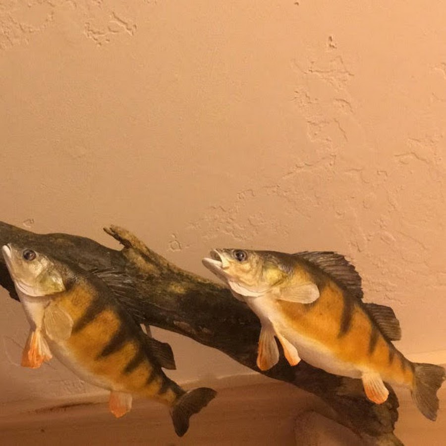 Beginners Taxidermy Guide - YouTube