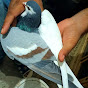 pigeon lovers in pk