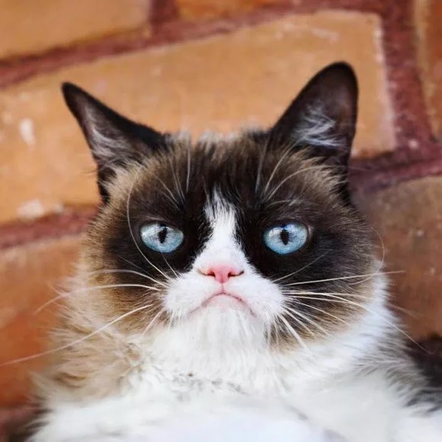 Angry Kat 