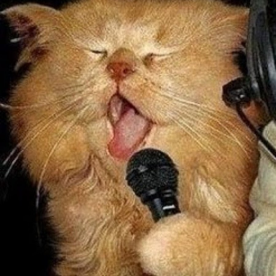 кот поет мем. кот поет мем. кот с микрофоном. кот поет мем. орущие коты.