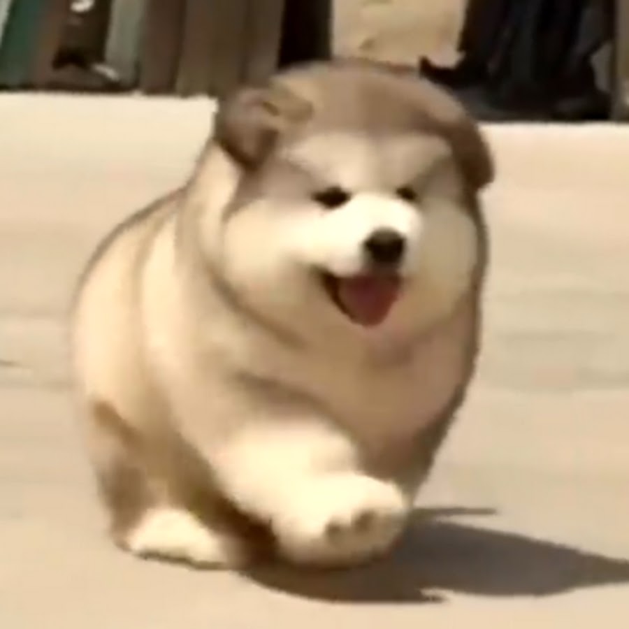 Pancakes The Dog 
