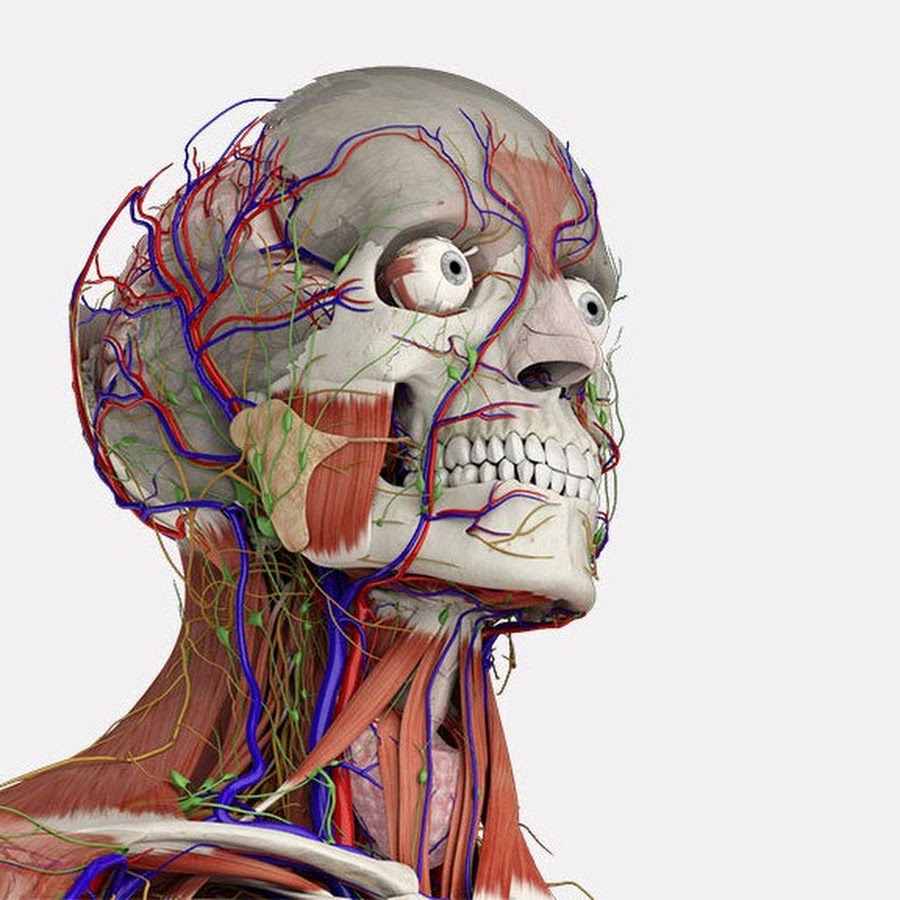 Anatomy second grade - YouTube