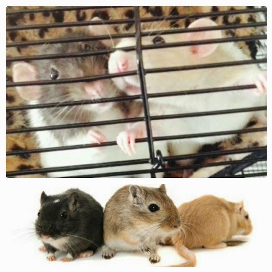 Rats and Gerbils YouTube