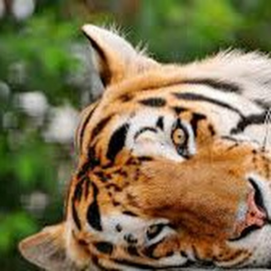 Animal Channel - YouTube
