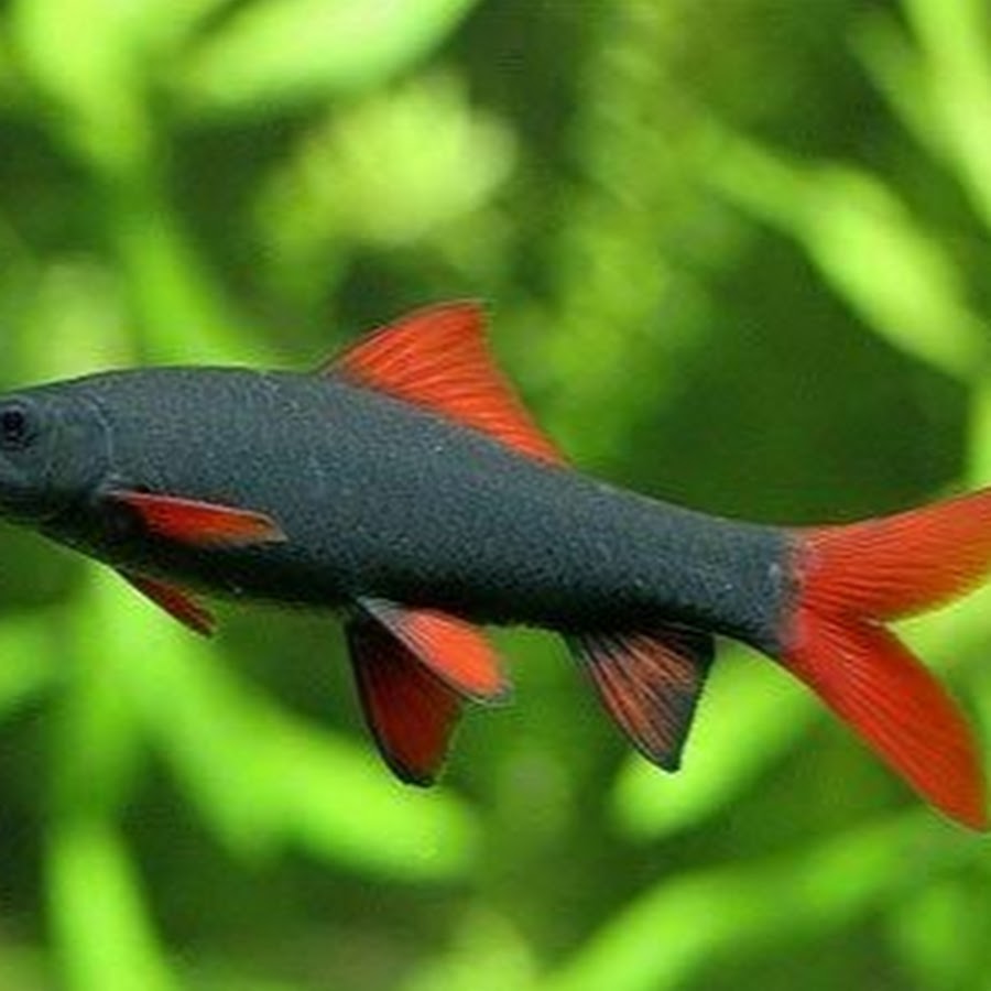 Аквариумная рыбка на букву т. Лабео френатус. Лабео зеленый (френатус). Лабео краснохвостый. Таиландский лабео.