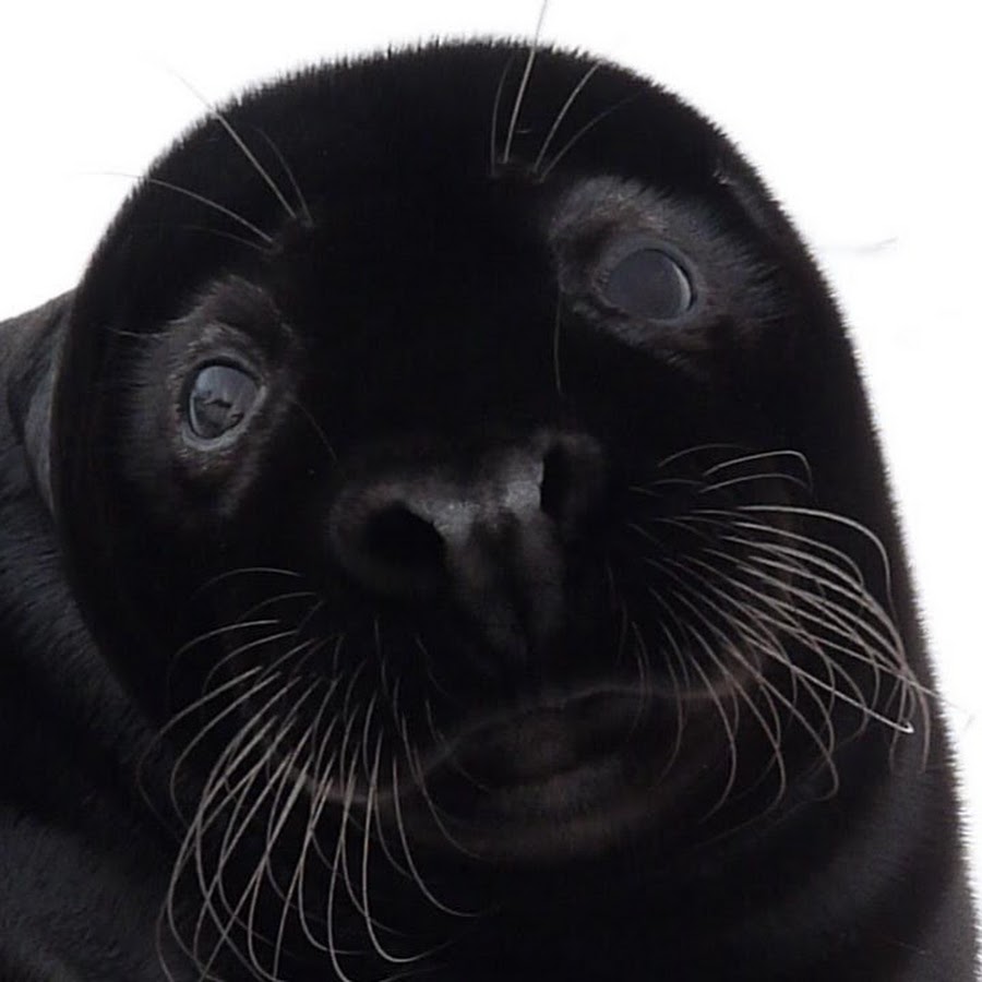 Black Seals YouTube