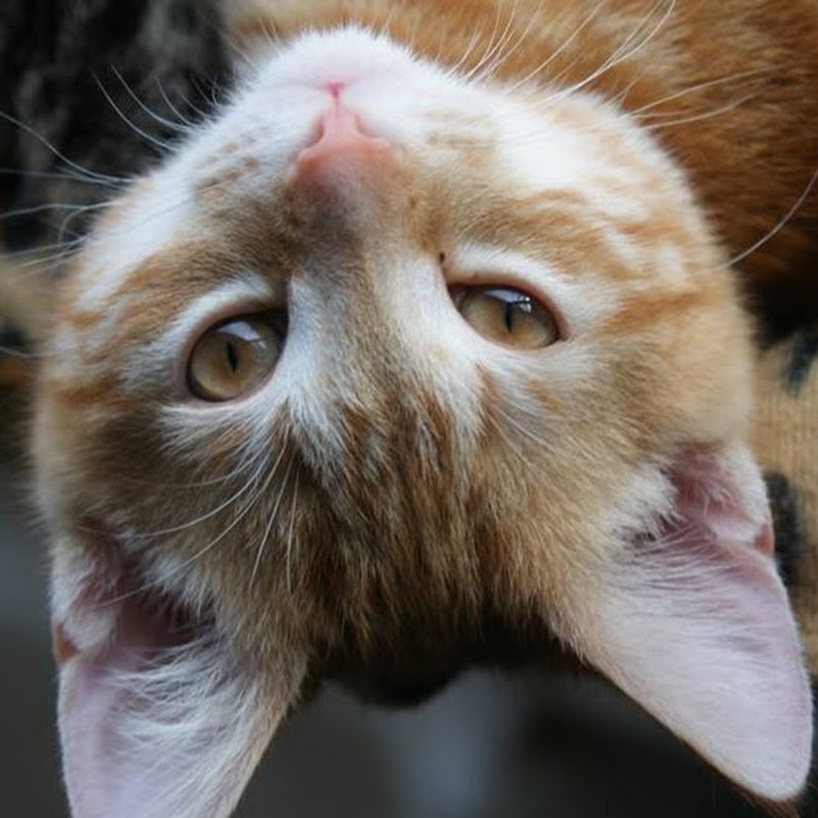 Cats & Rats - YouTube