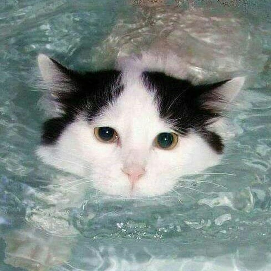 Турецкий Ван плавающий кот