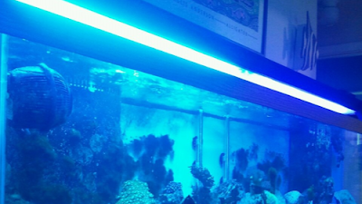 Fish Tank Youtube Channel