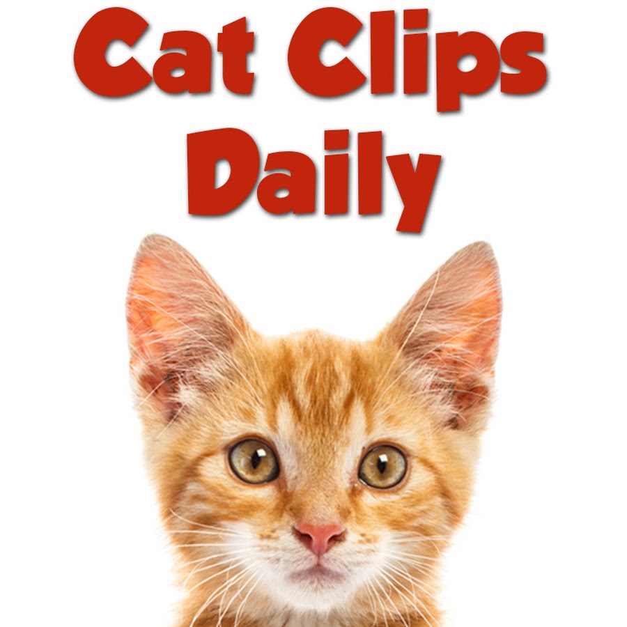 Cat Clips Daily 