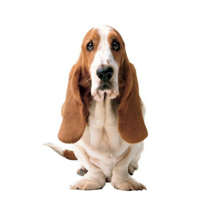 Hush Puppies Argentina - YouTube