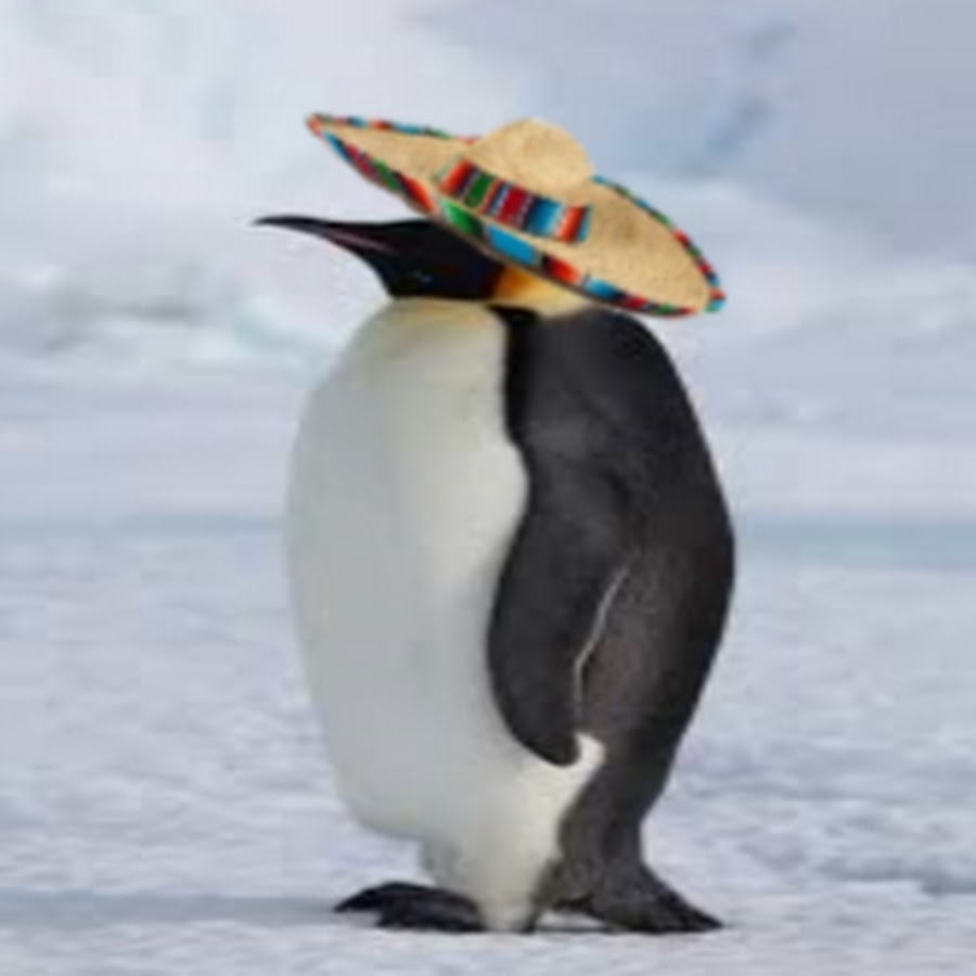The Mexican Penguin - YouTube