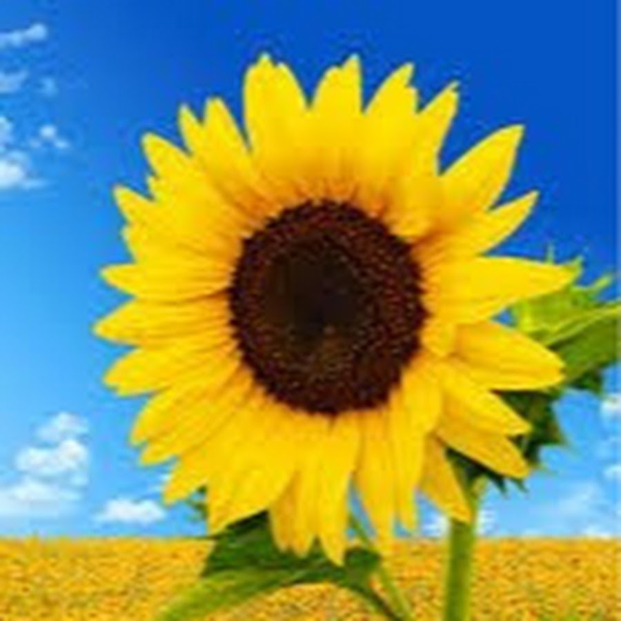 sunflower song YouTube