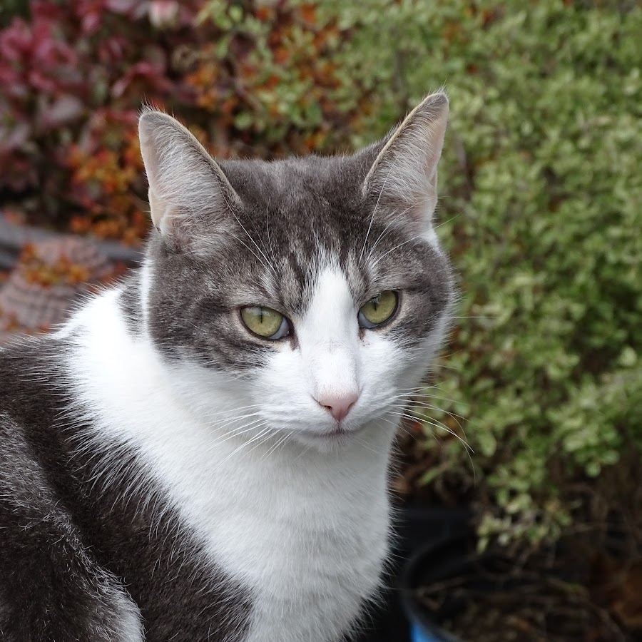 Charlie Wilkinson - YouTube