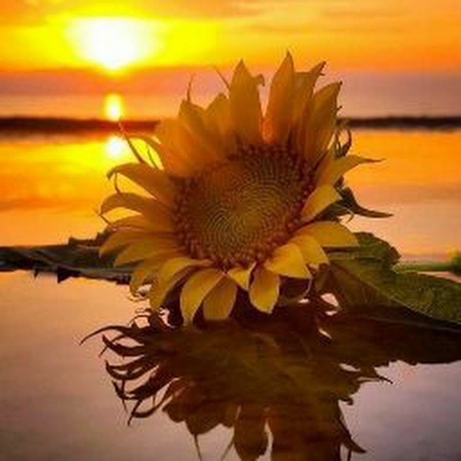 Sistar Fans - YouTube