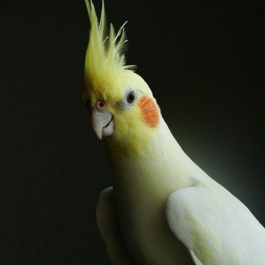 говорящий ли попугай корелла. корелла желтый. разговор попугая корелла. корелла характер и повадки. средний попугай корелла.