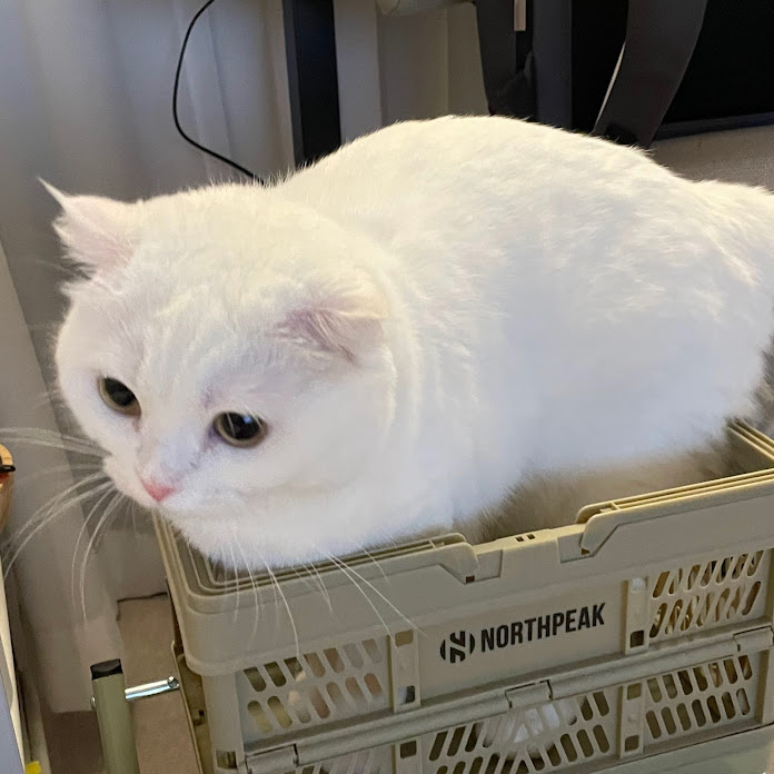 슈고 SHUGO COOK Net Worth & Earnings (2026)