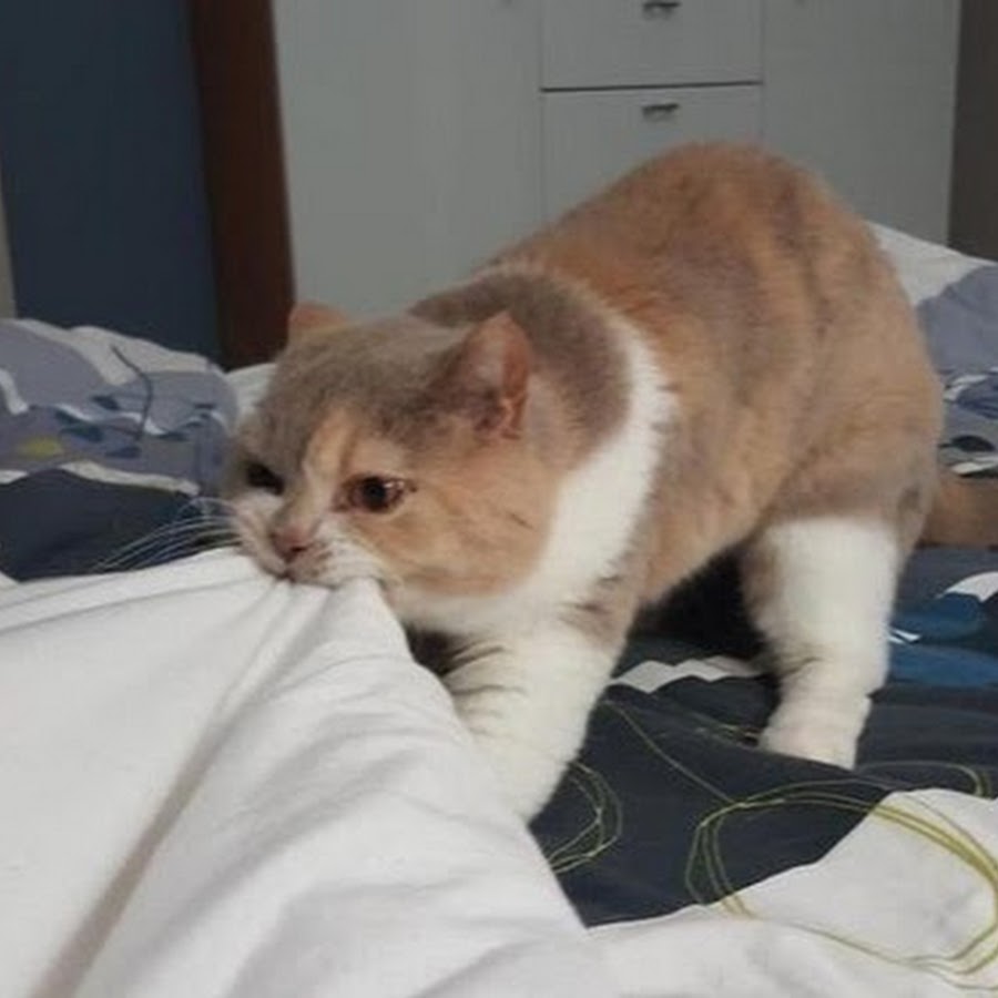 кот занял мою кровать