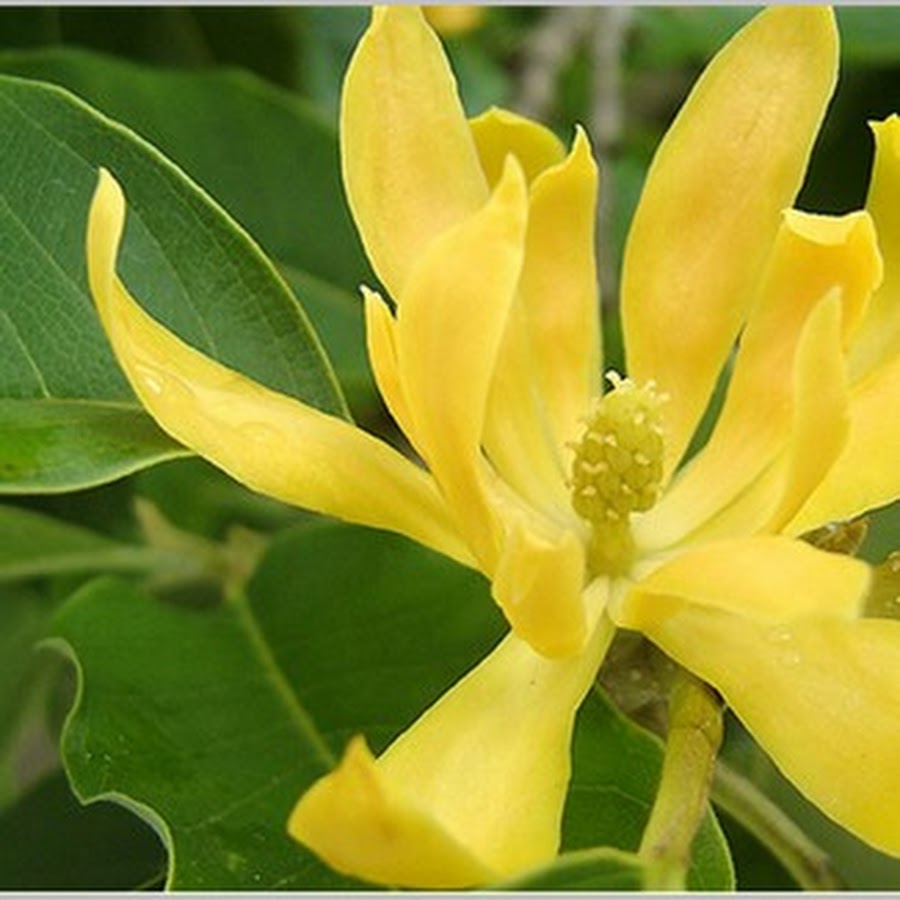 Kenanga Flower YouTube