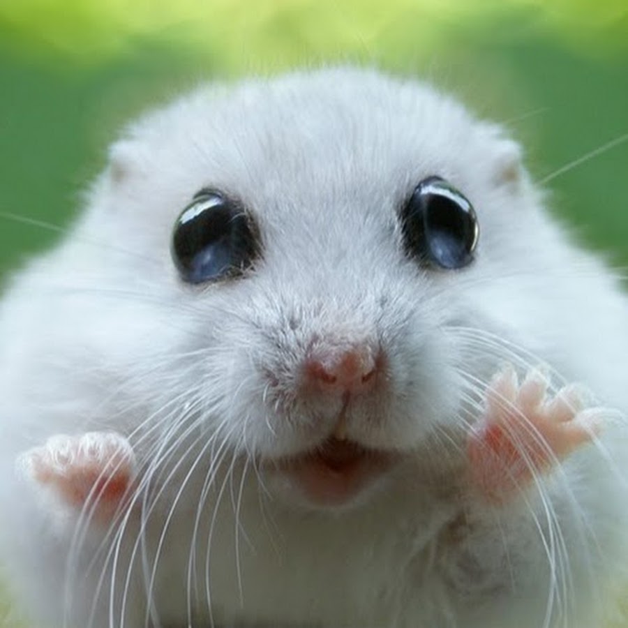 Family hamsters \ Семейство хомяков 