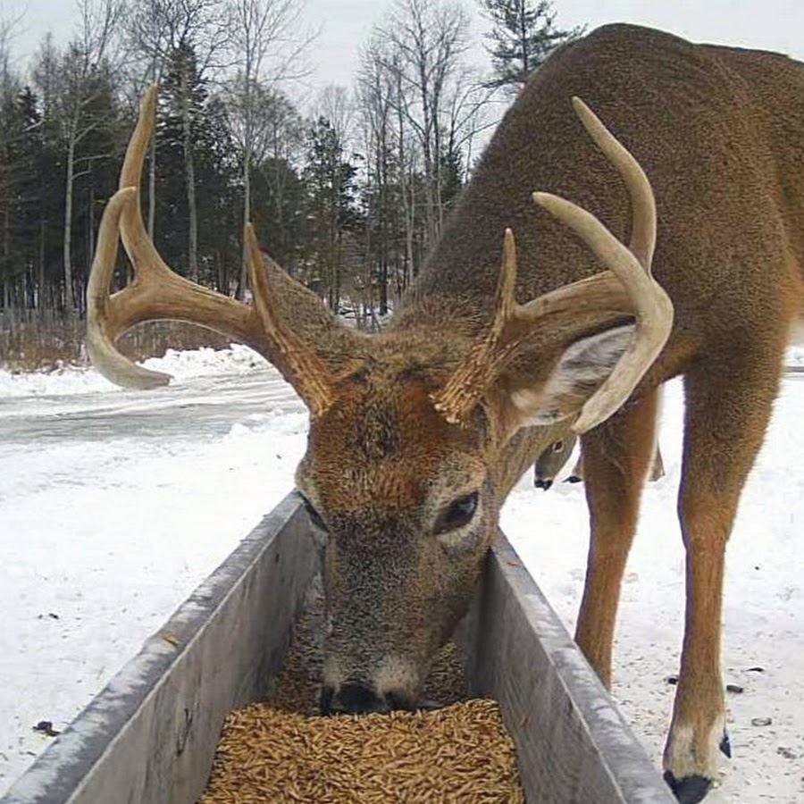 Brownville's Food Pantry For Deer YouTube