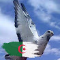 Canel Pigeon Algeria [KLD PIGEON]