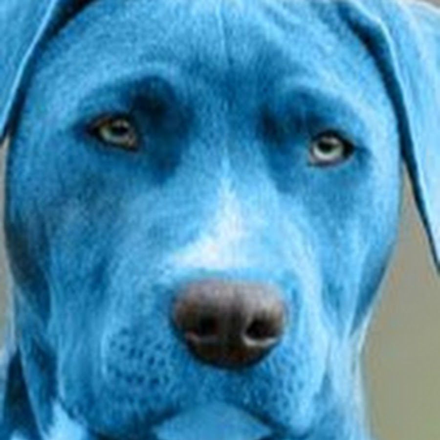 BLUE DOG YouTube