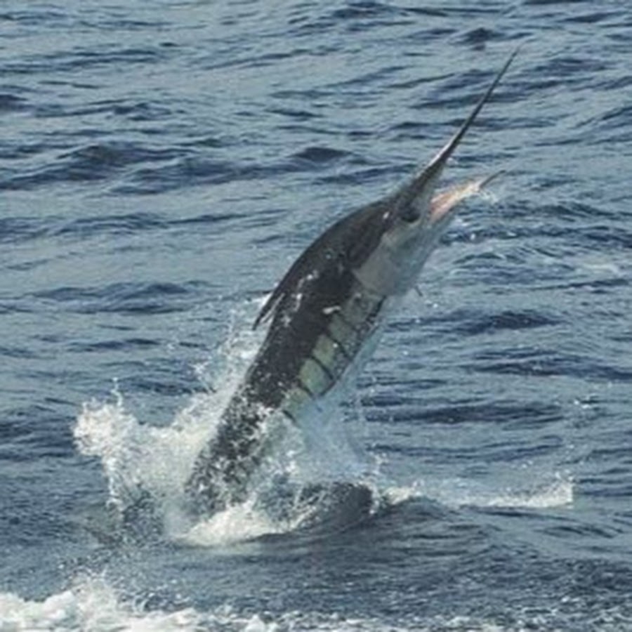 Bermagui game fishing charters YouTube