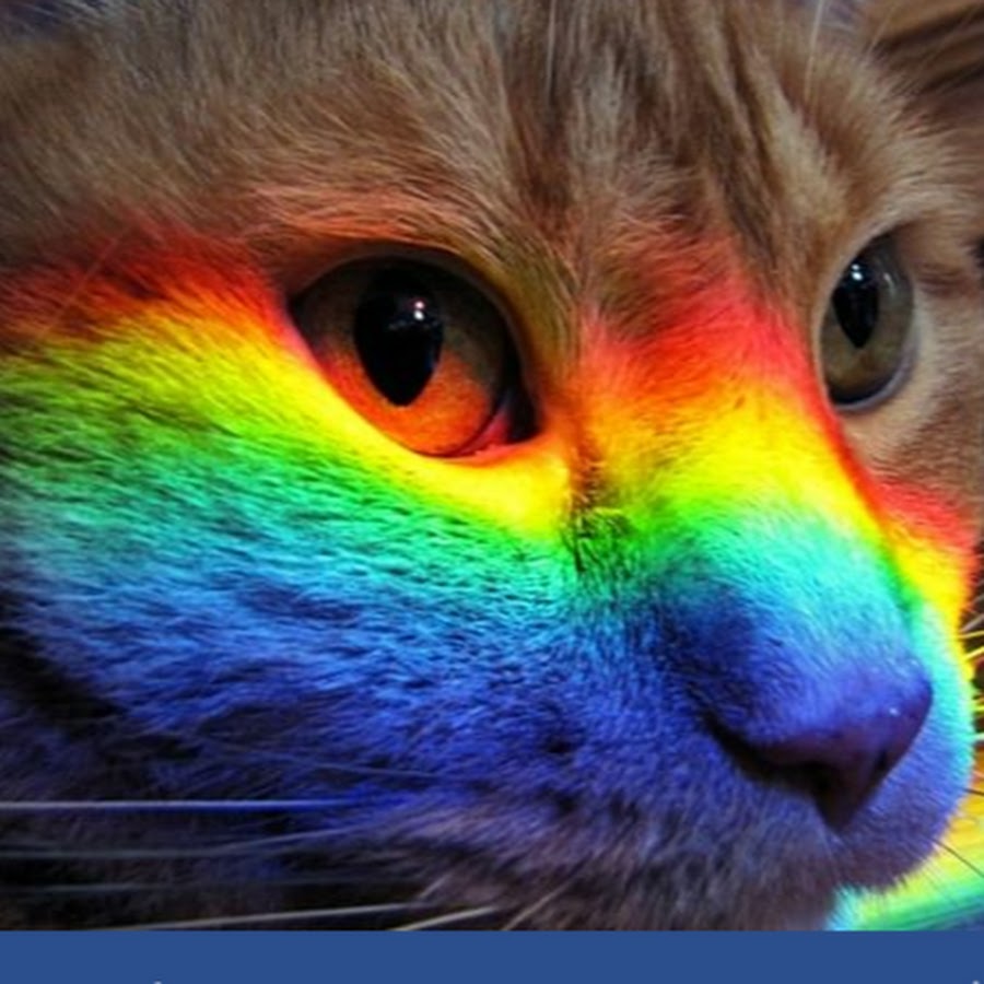 Радужка кошки. Радужные коты. Разноцветная кошка. Милые радужные животные. Разноцветные котята.